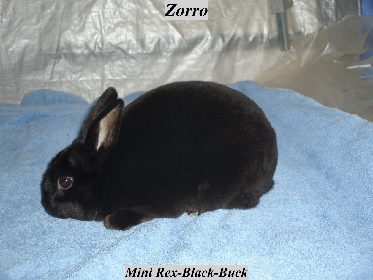 pzorro2.jpg